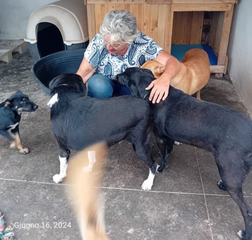 Aide aux chiens et chats de soliman