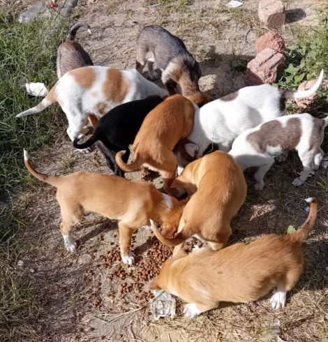 Stérilisation chats et chiens de la rue