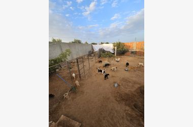 💔 SOS Refuge : sans vous, tout s’effondre…