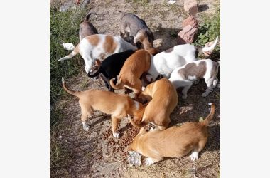 Stérilisation chats et chiens de la rue